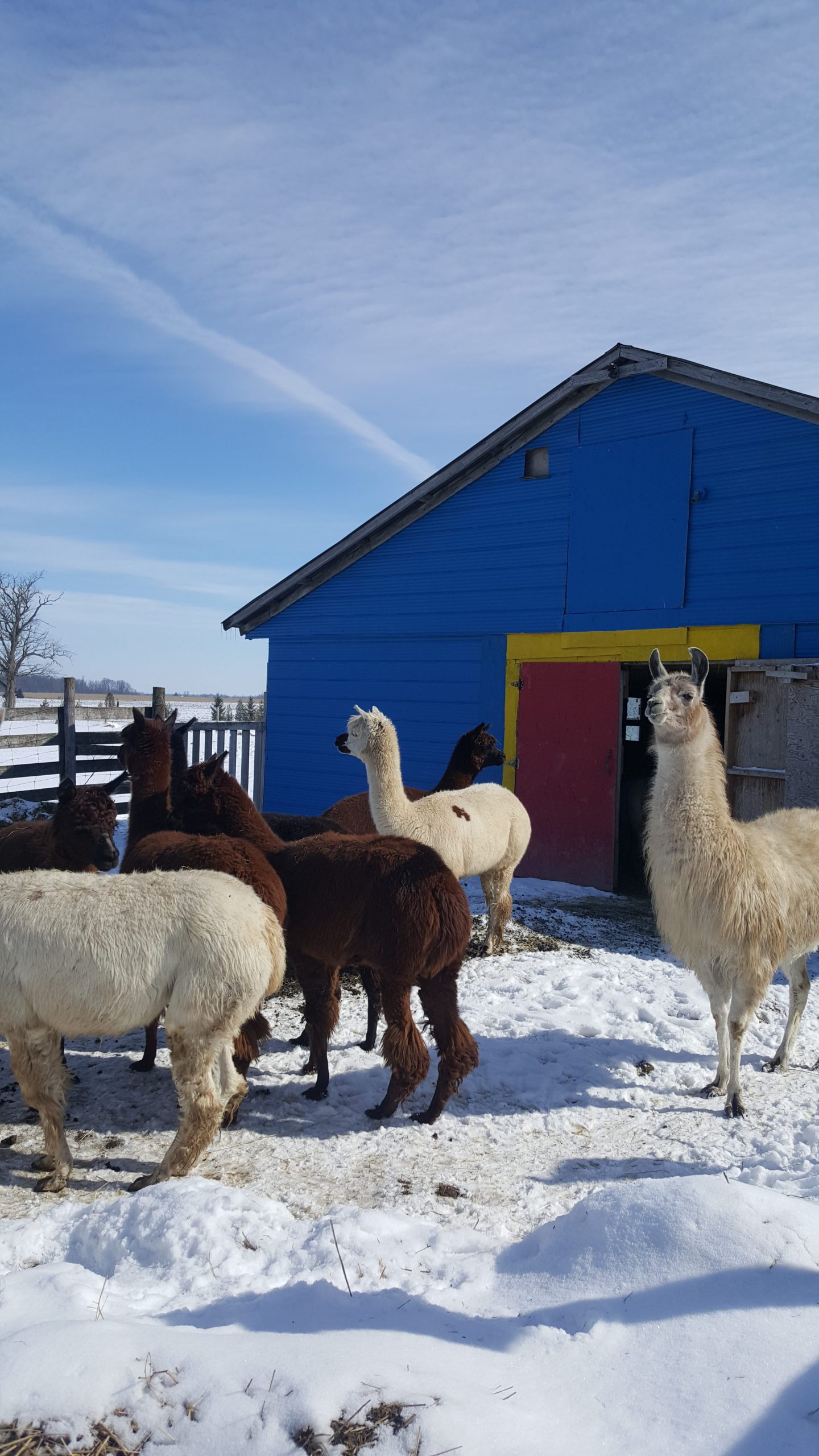 alpaca farms ontario