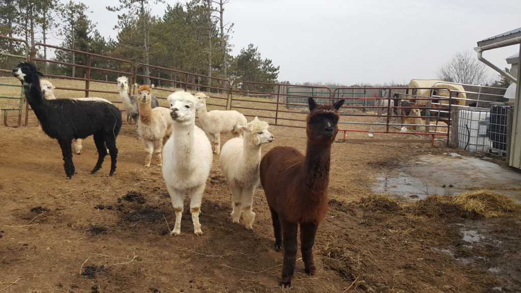 alpaca farms ontario